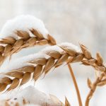 File photo of wheat under snow. (Ssvyat/iStock/Getty Images)

