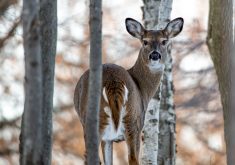 Saskatchewan has already expanded its chronic wasting disease wildlife testing program to include bovine tuberculosis.