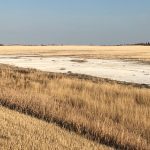 “This is the part of the message nobody wants to hear, but there are some fields that aren’t suitable for things like soybeans and corn if they deal with higher levels of background salinity.” – Marla Riekman, Manitoba Agriculture.