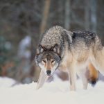 “…the trappers that have to expend fuel to haul all their equipment out are not seeing a return. The incentive for them is not there.” – Carson Callum, Manitoba Beef Producers.