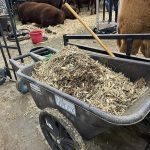 The show relies upon well-intentioned people who volunteer to scrape, shovel and haul the manure from hallways and show rings.