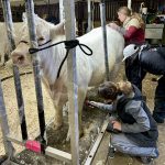 Cattle are prepared for their turn in the ring during Brandon’s Ag Ex Oct. 27.