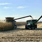 Corn is combined north of Rosebank Oct. 18.