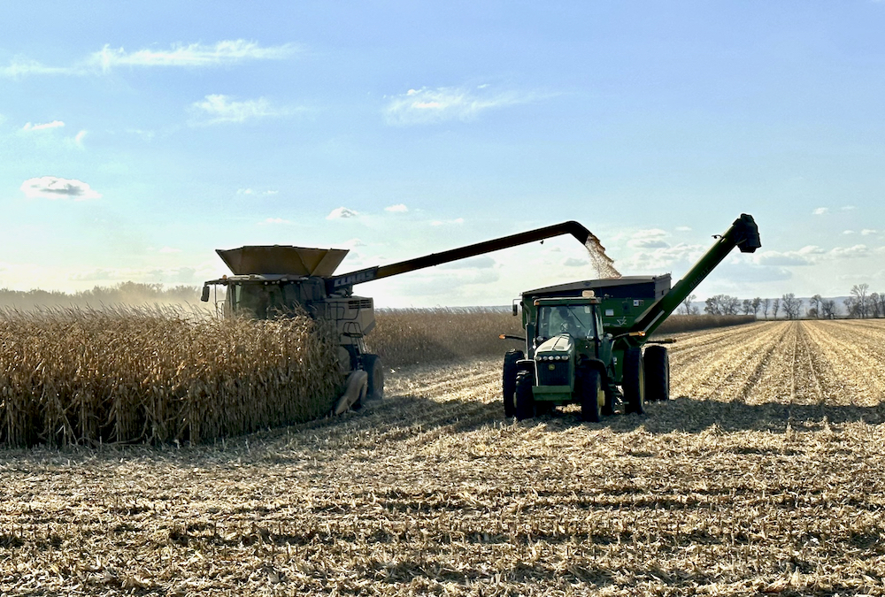 Corn is combined north of Rosebank Oct. 18.