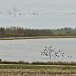 Migrating geese flock near St. Léon Oct. 18.