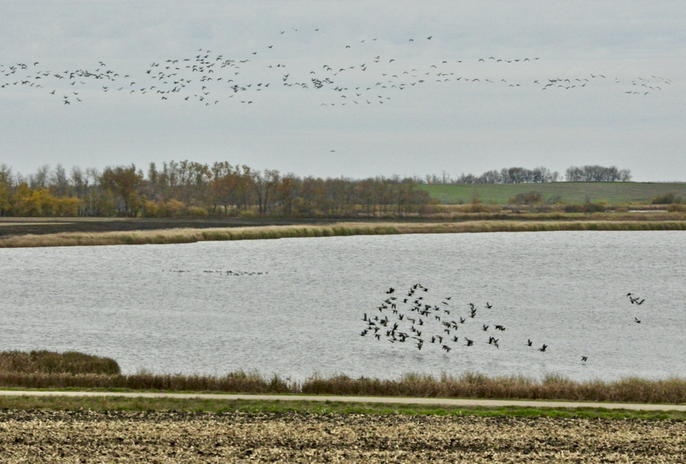 Migrating geese flock near St. Léon Oct. 18.