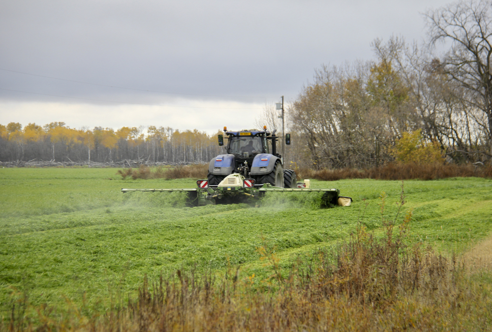 Forage is cut in eastern Manitoba near Sarto on Oct. 18.