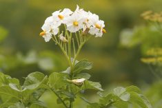 “Early emergence was the one thing that stood out. The potatoes were up and out of the ground quicker than they normally would be because we had some warmer weather in the spring.” – Susan Ainsworth.