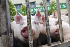 Hogs are pictured before being examined at a disinfection station in Chongqing, China, in January 2019.