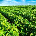 Green soybean plants