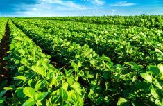 Green soybean plants