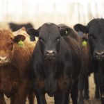 (Photo courtesy Canada Beef Inc.)
