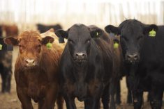 (Photo courtesy Canada Beef Inc.)
