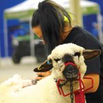 Tracy Wessing trims one of the sheep on display during the commercial shows at Ag Ex 2023.