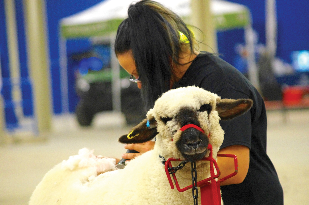 Tracy Wessing trims one of the sheep on display during the commercial shows at Ag Ex 2023.