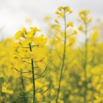“If you think about removing greenhouse gases from the atmosphere, the best thing you can do is increase agricultural yields.” – Curtis Rempel, Canola Council of Canada.