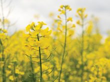 “If you think about removing greenhouse gases from the atmosphere, the best thing you can do is increase agricultural yields.” – Curtis Rempel, Canola Council of Canada.