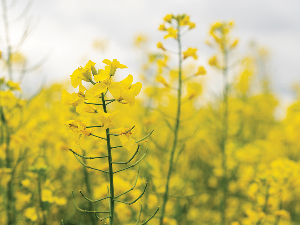 “If you think about removing greenhouse gases from the atmosphere, the best thing you can do is increase agricultural yields.” – Curtis Rempel, Canola Council of Canada.