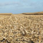 File photo of a partially harvested cornfield in Minnesota. (Emholk/iStock/Getty Images)
