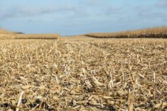File photo of a partially harvested cornfield in Minnesota. (Emholk/iStock/Getty Images)
