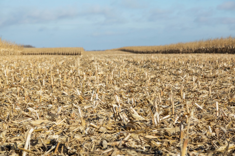 File photo of a partially harvested cornfield in Minnesota. (Emholk/iStock/Getty Images)
