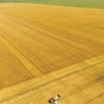 Malting barley farm trials at Holland, Man.