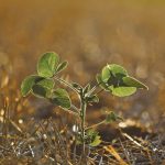A soybean sprout at a plantation affected by drought at Soledade in Brazil’s Rio Grande do Sul state on Jan. 8, 2022.