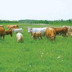 “The thought behind [this study] is that perhaps not every individual in the herd will need to be fed a feed supplement to reduce methane emissions.” – Katie Wood, University of Guelph.