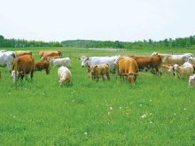 “The thought behind [this study] is that perhaps not every individual in the herd will need to be fed a feed supplement to reduce methane emissions.” – Katie Wood, University of Guelph.