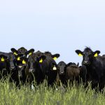 Line of Angus cattle