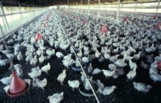 The effectiveness of vaccines in chickens is limited because the bird flu virus rapidly evolves.