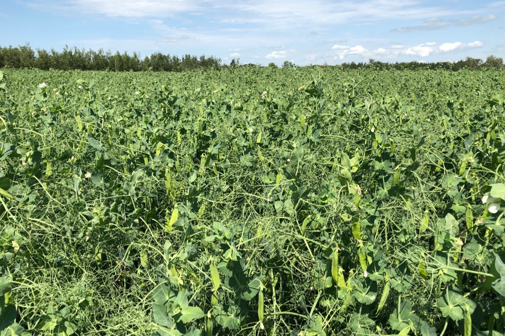 File photo of a pea crop south of Ethelton, Sask. on Aug. 1, 2019. (Dave Bedard photo)
