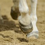 Young hoofs benefit from exposure to various terrains.
