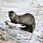 Otters need access to water to hunt. Tracks are usually not far from access points used to get under the ice.