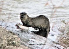 Otters need access to water to hunt. Tracks are usually not far from access points used to get under the ice.