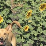 Toby checks out a southern Manitoba sunflower field in this file photo. (Glen Hallick photo)