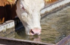 “Once animals come into the pens and the pen density is high, and then they’re sharing water at the water troughs, we do see an increase in the prevalence of BRD pathogens.” – Dr. Trevor Alexander, Agriculture and Agri-Food Canada.