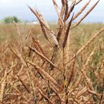 It’s amazing to think that the work of two plant breeders at publicly funded universities transformed a machine lubricant into an edible oil.