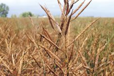 It’s amazing to think that the work of two plant breeders at publicly funded universities transformed a machine lubricant into an edible oil.