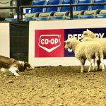 Tan, a red border collie handled by Calin Duce of Cardston, Alta., at work in the ring. (Melissa Bezan photo)
