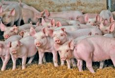 The measure, impacting sow shipments from one Manitoba assembly yard, has now been dropped.