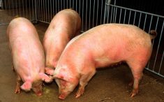 (Scott Bauer photo courtesy ARS/USDA)
