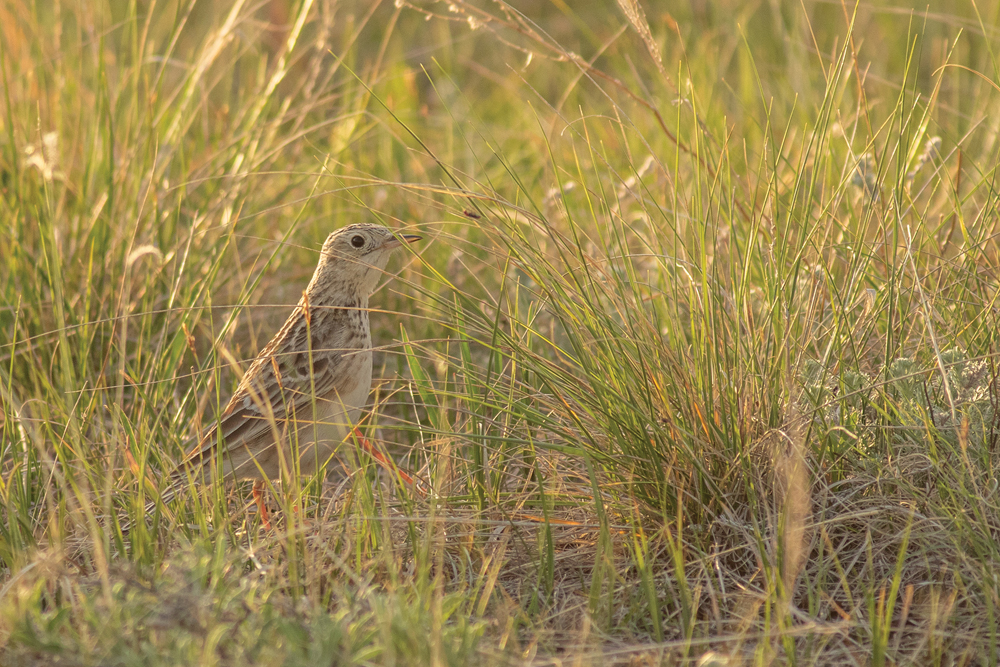 Grazed pasture was the only surveyed landscape where the threatened Sprague’s pipit was found.