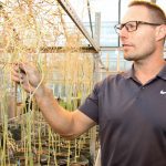 Rob Duncan, a canola breeder at the University of Manitoba, used genomic selection to design these canola plants. Breeders can select desired traits from across the entire canola genome.