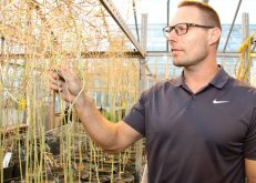 Rob Duncan, a canola breeder at the University of Manitoba, used genomic selection to design these canola plants. Breeders can select desired traits from across the entire canola genome.