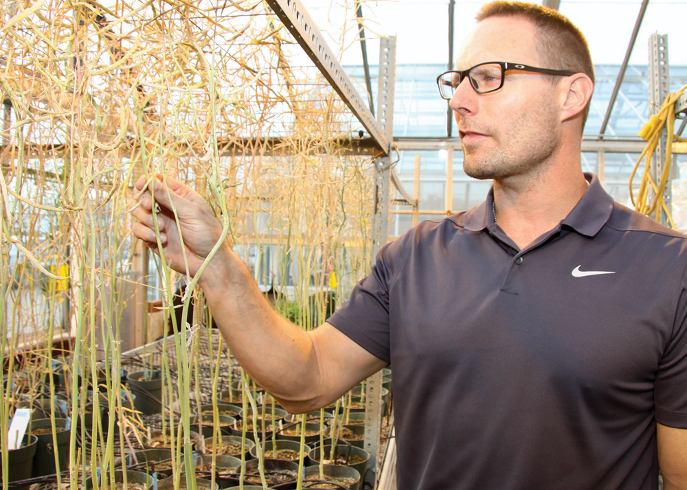 Rob Duncan, a canola breeder at the University of Manitoba, used genomic selection to design these canola plants. Breeders can select desired traits from across the entire canola genome.