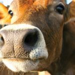 “When we started LPI, this formula [was] very simple to use and simple to interpret.” – Brian Van Doormal, Lactanet.