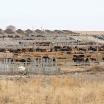 Alberta has an emergency network, given the number of cows moving to feedlots or slaughter, but even there, nearby producers and vets have a key role in managing the fallout of an accident during transportation.