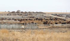 Alberta has an emergency network, given the number of cows moving to feedlots or slaughter, but even there, nearby producers and vets have a key role in managing the fallout of an accident during transportation.