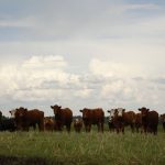 (Photo courtesy Canada Beef Inc.)
